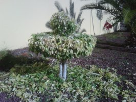 Recortes de Ficus