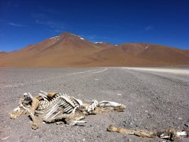 Estampa que refleja lo inhóspito del territorio. Una llama, supongo.