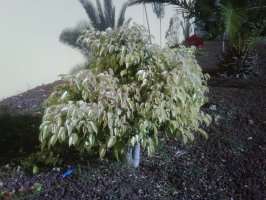 Recortes de Ficus